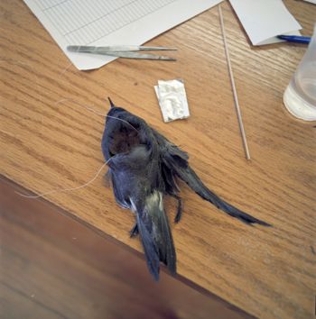 Media type: image;   Ornithology 363224 Description: This image was taken by Rachel Chabot in the Spring of 2013 as part of a documentary project on ornithilogical specimen preparation.;  Aspect: ventral